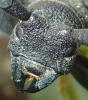 Morimus asper